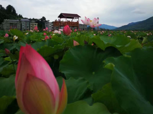 溆浦湘楚木作古建工程有限公司,土家吊腳樓,侗鄉(xiāng)鼓樓,侗鄉(xiāng)風(fēng)雨樓哪里好